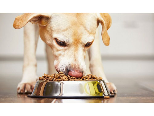 Kaip parinkti maistą šuniui su sveikatos problemomis?